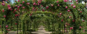 Arbor Counseling of Ohio