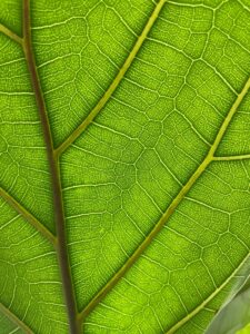 Deeply Rooted Psychotherapy of West Palm Beach
